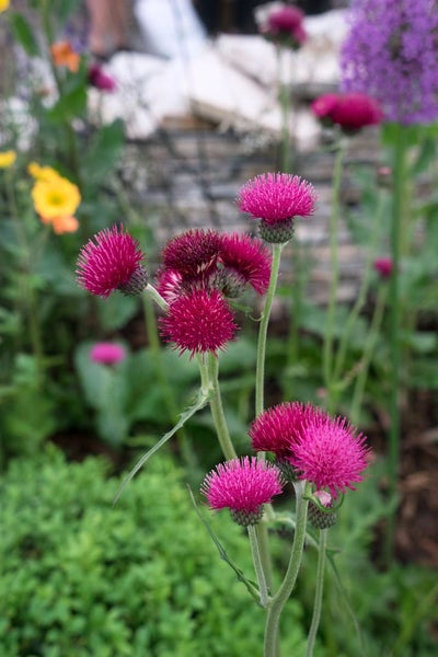 Cirsium rivulare 'Atropurpureum', Purpur-Kratzdistel, ca. 11x11 cm Topf