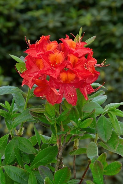 Rhododendron luteum 'Tunis', gelb, 40–50 cm