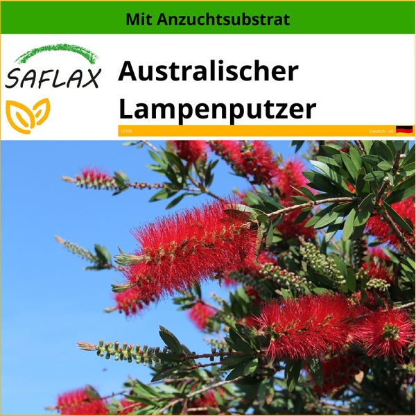 SAFLAX  - Australischer Lampenputzer - Callistemon citrinus - 400 Samen - Mit keimfreiem Anzuchtsubstrat