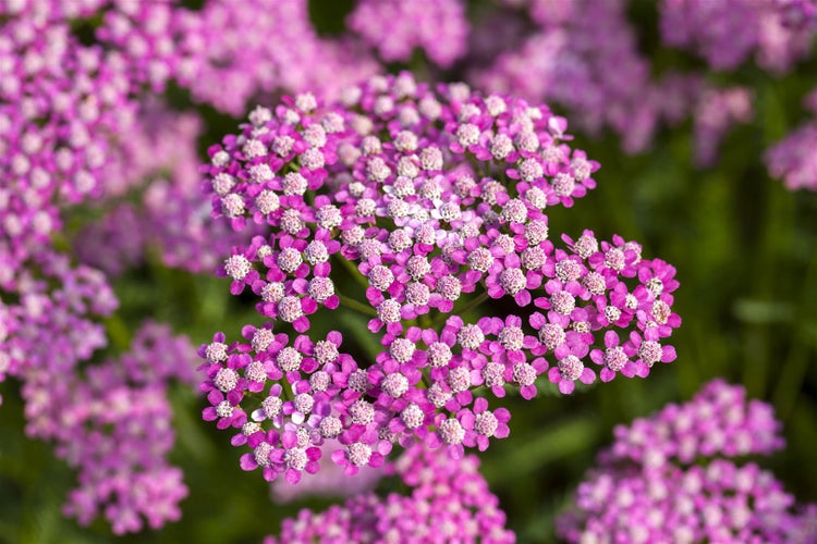 Achillea millefolium 'Lilac Beauty', Schafgarbe, lila, ca. 9x9 cm Topf