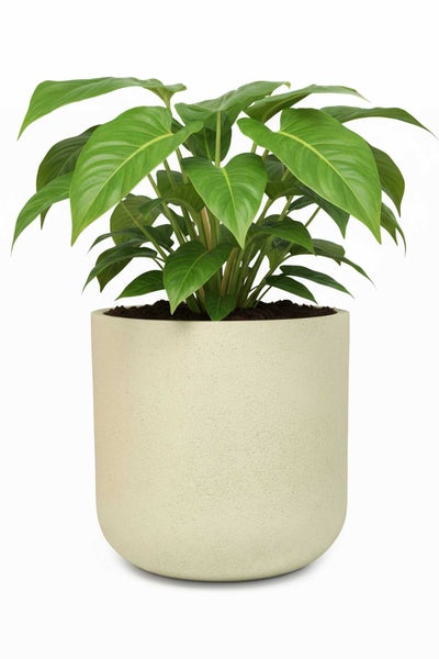 Grüne Zimmerpflanze in einem zylindrischen beigen Blumentopf mit strukturierter Oberfläche.