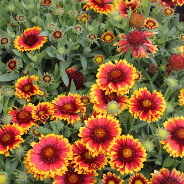 Nahaufnahme von Gaillardia-Blüten im Garten