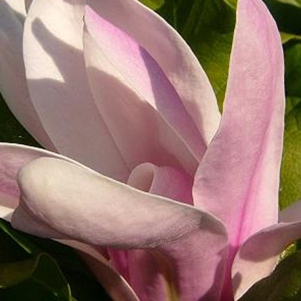 Nahaufnahme einer Magnolienblüte