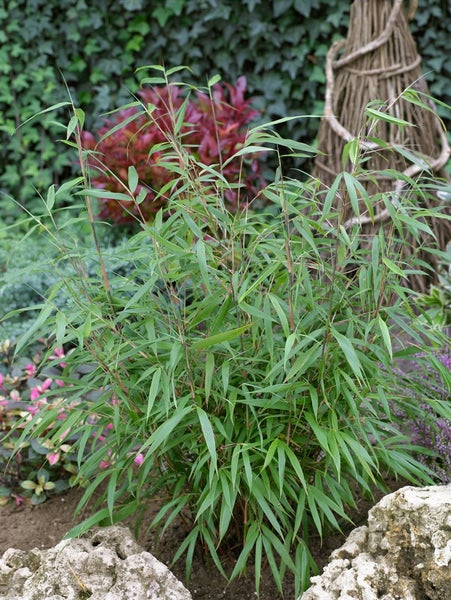Fargesia scabrida 'Asian Wonder', Bambus, immergrün, 80–100 cm