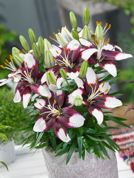 Lilien in einem Topf