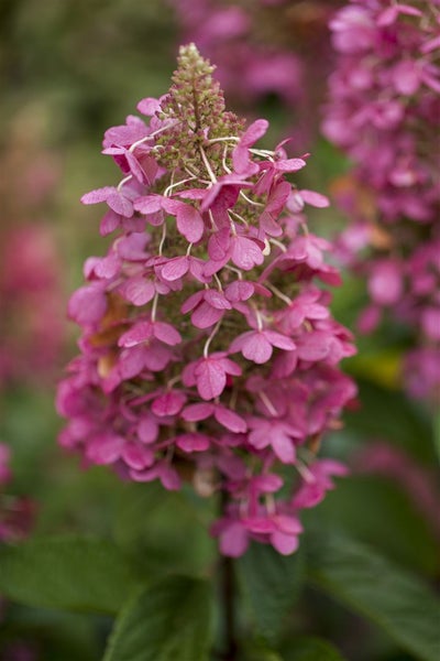 Hydrangea paniculata 'Pinky Winky', Rispenhortensie, zweifarbig, 60–80 cm