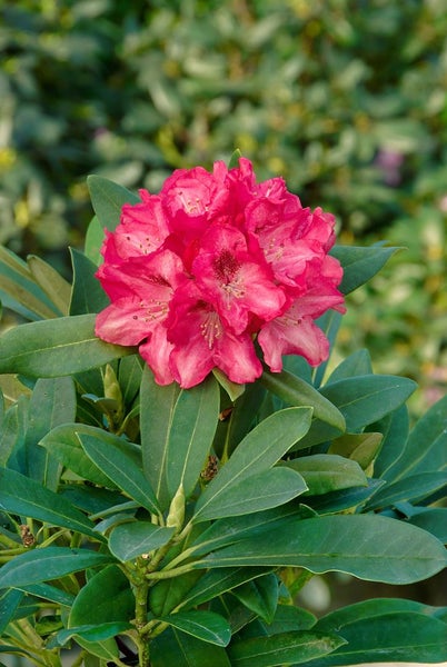 Rhododendron yakushimanum 'Sneezy', rosa Blüten, 40–50 cm