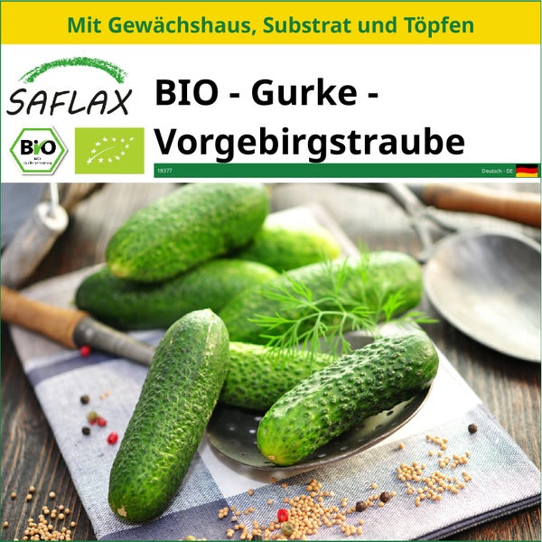 SAFLAX Anzucht Set - BIO - Gurke - Vorgebirgstraube - Cucumis sativus - 15 Samen - Mit Mini-Gewächshaus, Anzuchtsubstrat und 2 Töpfen