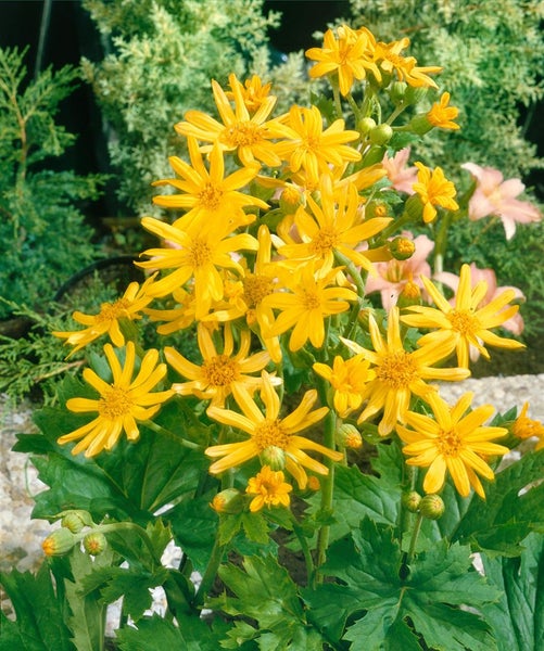 Ligularia x palmatiloba, ca. 11x11 cm Topf, große gelbe Blüten
