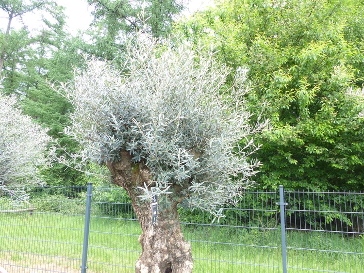 genau dieser Baum L11 Olivenbaum 225 cm, knorrige alte urige Olive winterhart