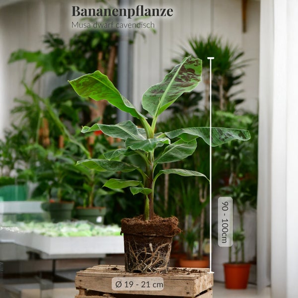 Bananenpflanze | Musa Dwarf Cavendish ca. 90–100 cm | XXL-Zimmerpflanze | tropisches Flair für Balkon & Wohnzimmer | schnellwachsend
