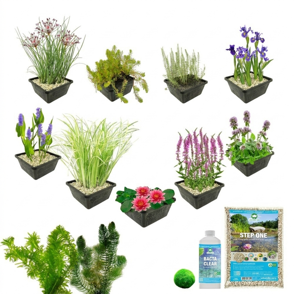 Teichpflanzen-Set mit verschiedenen Wasserpflanzen in Pflanzkörben, Seerose, Wasserpest, Moosball, Bacta Clear und Teichsubstrat.