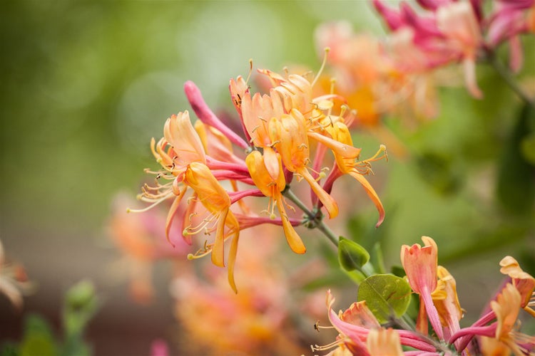 Lonicera heckrottii 'America Beauty', Geißblatt, rosa-gelb, 40–60 cm