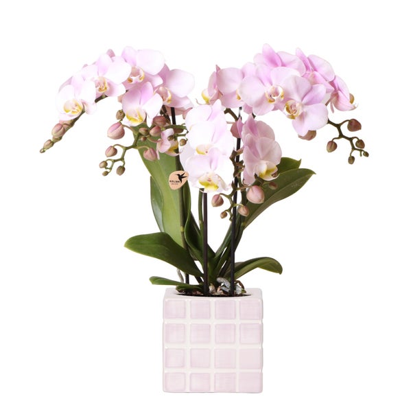 Übertopf-Trio Mosaik-Würfel - Set mit 3 bunten Töpfen - rosa-violett - für 6cm Töpfe