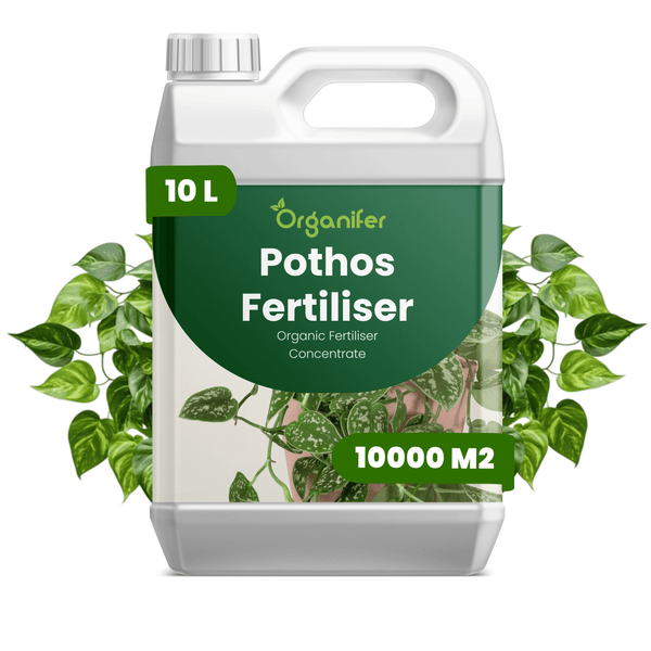 10 Liter Organifer Efeututen-Dünger, biologisches Flüssigdünger-Konzentrat, für bis zu 10000 Quadratmeter.