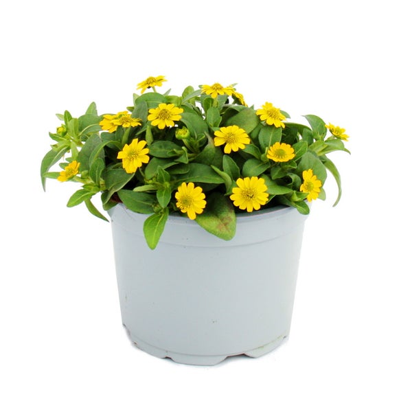 Husarenknöpfchen - gelb - Sanvitalia - 12cm - Set mit 3 Pflanzen