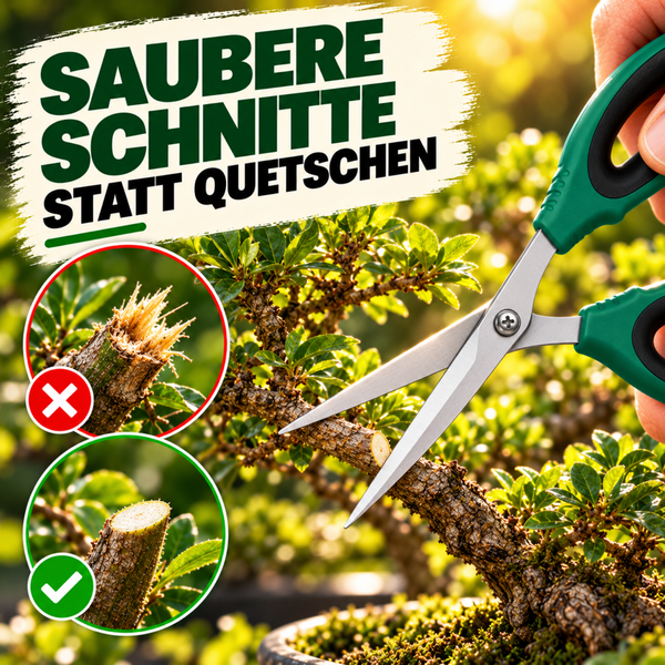 Gartenschere beim Schneiden eines Bonsai Baums mit Vergleich zwischen sauberem Schnitt und Quetschung.