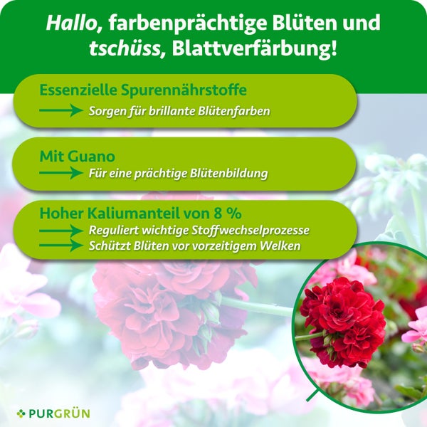 Infografik zum Purgrün Pflanzendünger mit Hinweisen zu Spurennährstoffen, Guano und Kaliumgehalt für eine gesunde Blütenbildung bei Geranien.