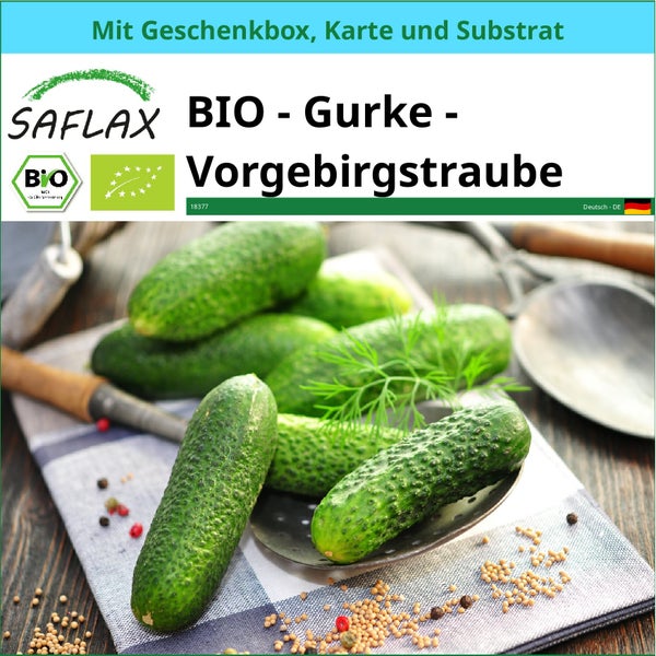 SAFLAX Geschenk Set - BIO - Gurke - Vorgebirgstraube - Cucumis sativus - 15 Samen - Mit Geschenkbox, Versandaufkleber, Geschenkkarte und Anzuchtsubstrat