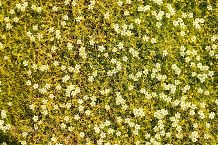 Sagina subulata Aurea, goldgelbes Sternmoos als dichter Bodendecker mit kleinen weißen Blüten.
