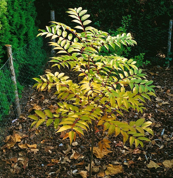 Essigbaum Jungpflanze im Gartenbeet
