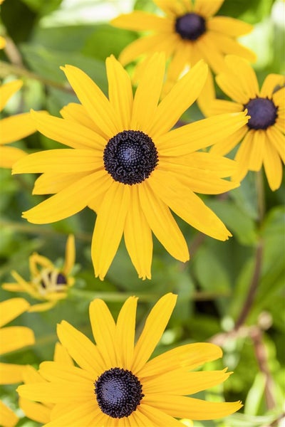 Rudbeckia fulgida 'Goldsturm', Sonnenhut, gelb, 2 Liter Container