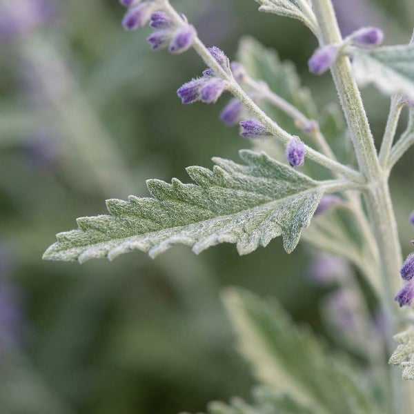Nahaufnahme einer Blauraute Perovskia atriplicifolia mit gezackten Blättern und violetten Blütenknospen.