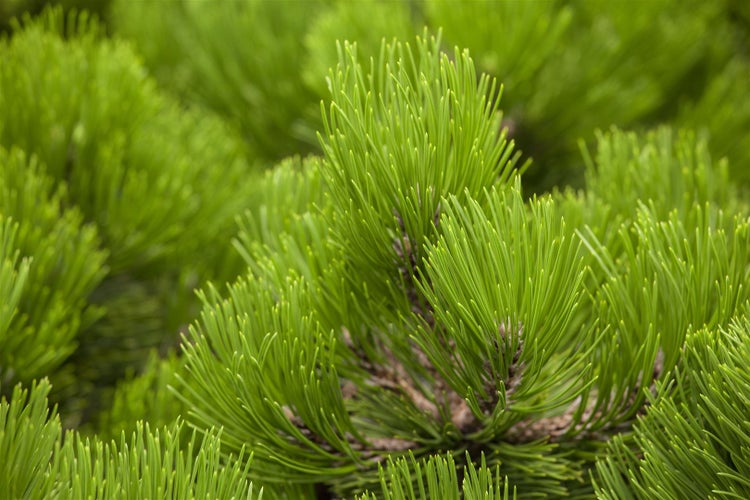 Pinus heldreichii 'Compact Gem', Bosnische Kiefer, kompakt, 30–40 cm