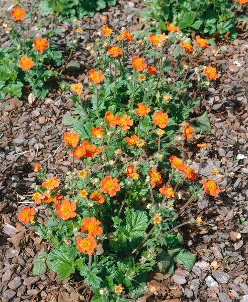 Geum coccineum 'Borisii', Nelkenwurz, leuchtend orange, ca. 9x9 cm Topf