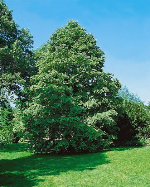 Eine große, ausgewachsene Linde mit dichtem, grünem Laub steht auf einer Rasenfläche unter blauem Himmel.