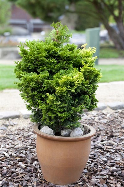 Chamaecyparis obtusa 'Nana Gracilis', Muschelzypresse, kompakt, 15–20 cm