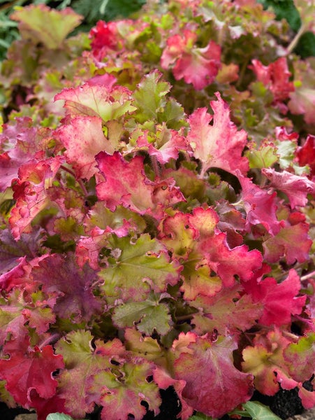 Heuchera villosa 'Marmalade', Purpurglöckchen, orange, 2 Liter Container