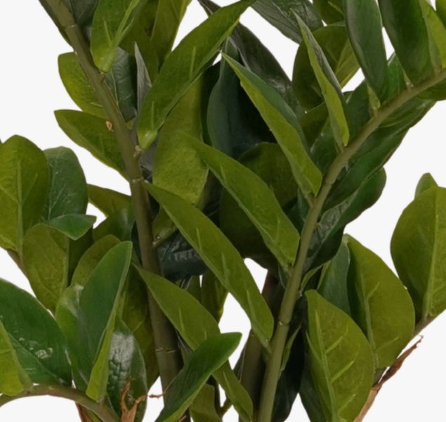 Nahaufnahme einer Zamioculcas Zimmerpflanze mit glänzenden grünen Blättern an kräftigen Stielen.