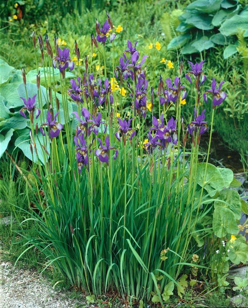 Iris sibirica 'Perry's Blue', Sibirische Schwertlilie, blau, ca. 9x9 cm Topf