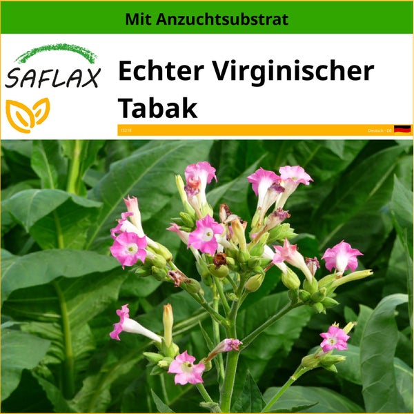 SAFLAX  - Echter Virginischer Tabak - Nicotiana tabacum - 250 Samen - Mit keimfreiem Anzuchtsubstrat