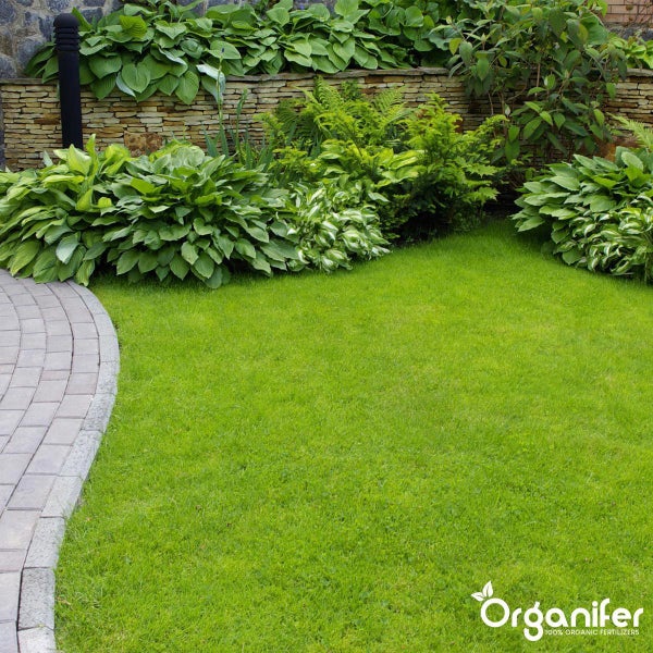 Dekorative Gartenpflanze mit gestreiften Blättern