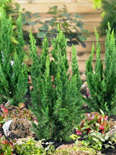 Chamaecyparis lawsoniana 'Little Spire', Scheinzypresse, 20–25 cm