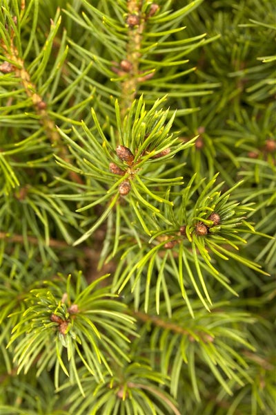 Picea glauca 'Conica', Zuckerhutfichte, kompakt, 20–30 cm
