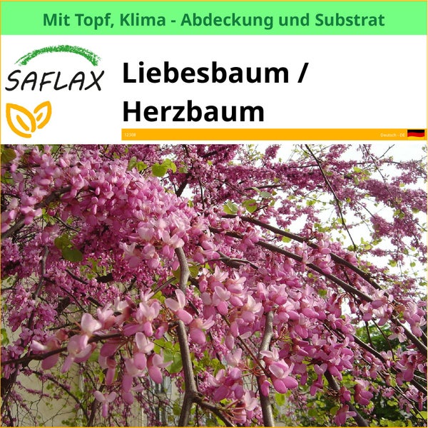 Liebesbaum im Topf mit Klimaabdeckung und Substrat von Saflax