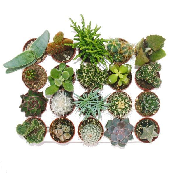 Kakteen und Sukkulenten - Starter Set XXL - 20 verschiedene Pflanzen im 5,5cm Topf