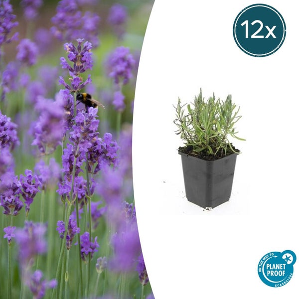 Lavendel Lavandula angustifolia im 12er-Set, junge Pflanze im Topf, blühendes Feld mit Biene, Planet Proof zertifiziert.