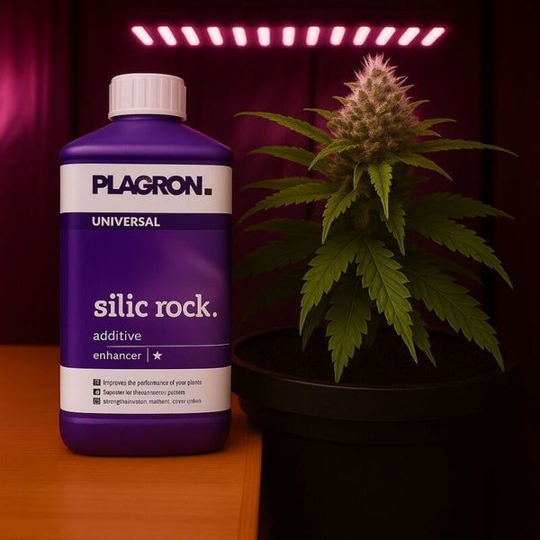 Plagron Silic Rock Additiv mit Cannabis Pflanze
