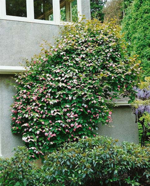 Actinidia kolomikta, Kiwi, dekoratives Laub, 100–150 cm