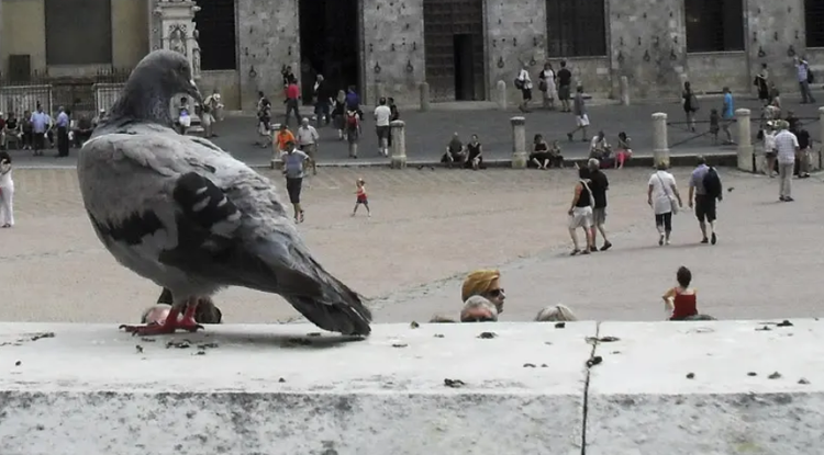 Eine Taube steht auf einer Steinmauer mit Menschen im Hintergrund.