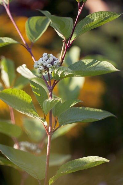 Cornus alba 'Siberian Pearls', Hartriegel, weiße Beeren, 60–100 cm