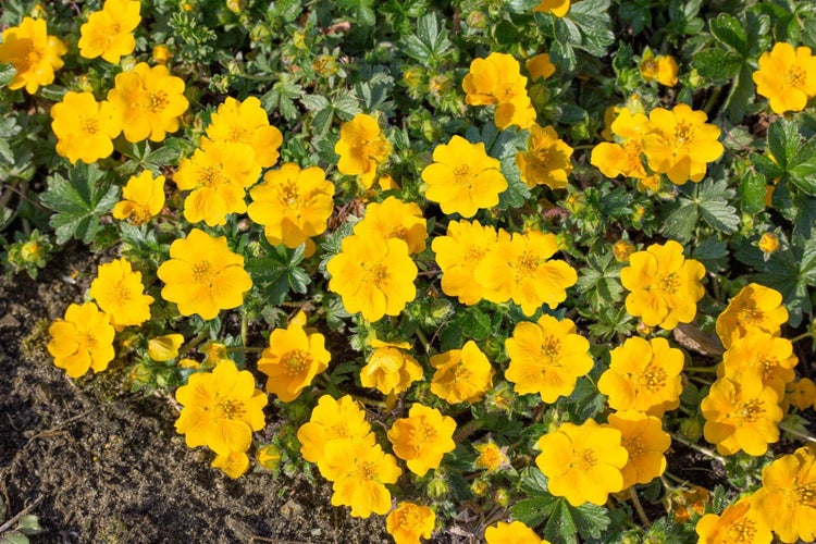 Potentilla aurea 'Goldklumpen', Fingerstrauch, goldgelb, ca. 9x9 cm Topf