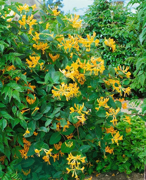 Gelbe Geissblattpflanze mit grünen Blättern im Garten.