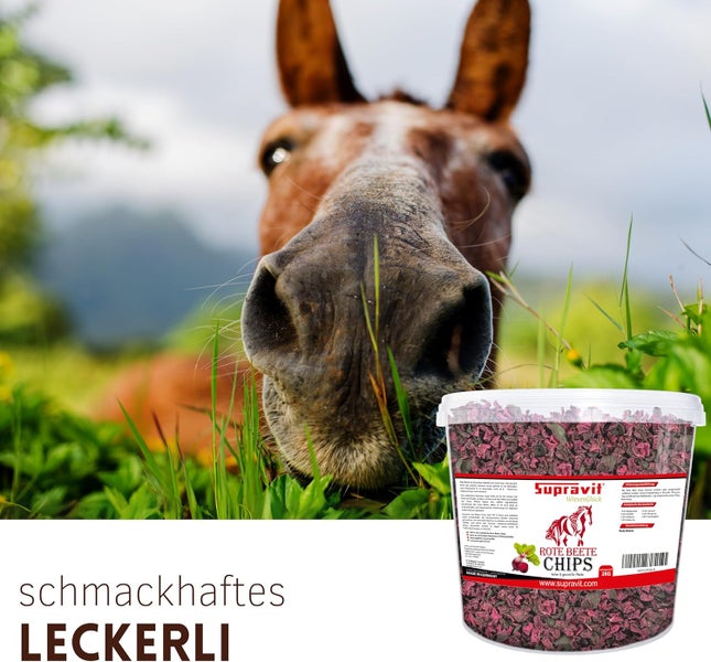 Pferdefutter Rote Bete Chips im Eimer vor einem Pferd im Gras