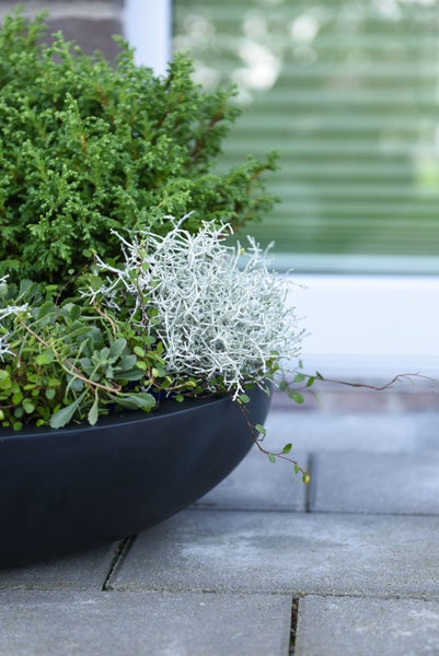 Dunkle Pflanzschale mit verschiedenen Gartenpflanzen wie Koniferen und Silberdraht auf einer Terrasse.