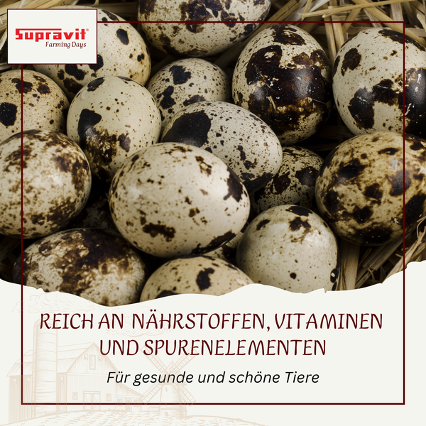 Wachteleier im Nest für Tierfutter von Supravit Farming Days